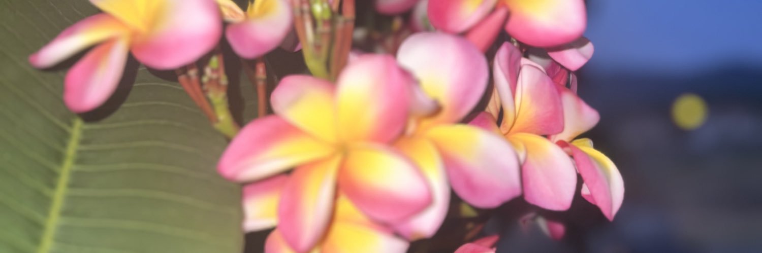 Jossywhite's profile banner image
