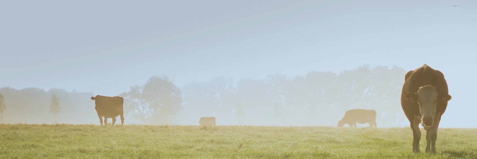 The Yield Lab banner