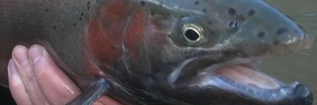 OnTheFlyMag's profile banner image