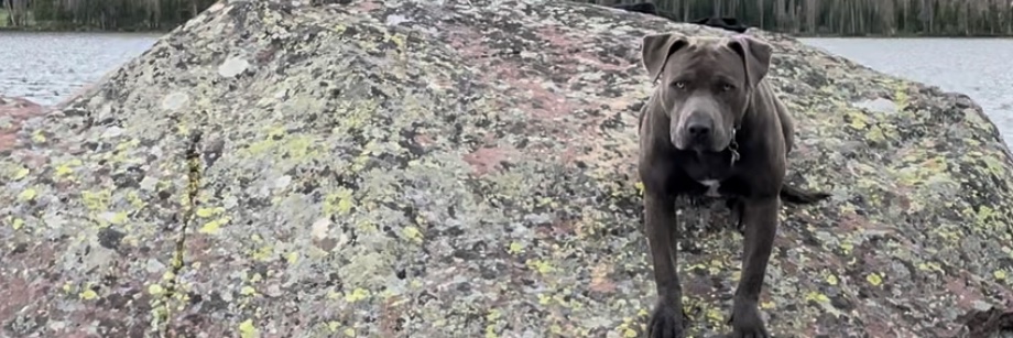 James Williams 🇺🇸 banner