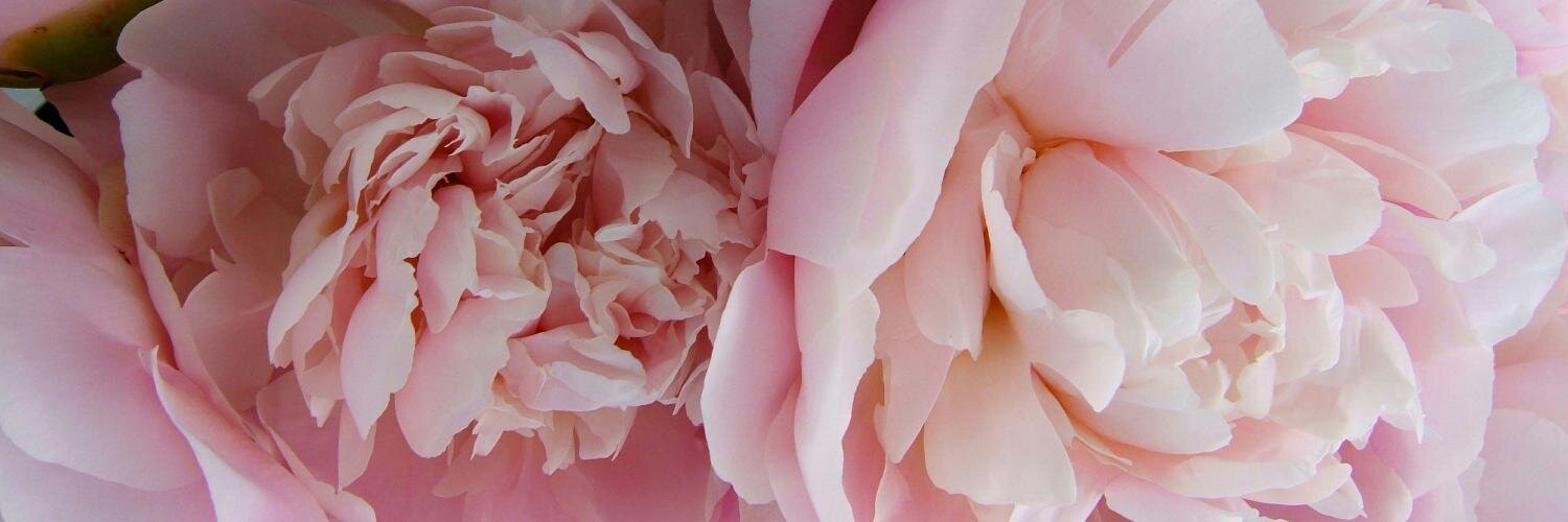 Marmaledy's profile banner image