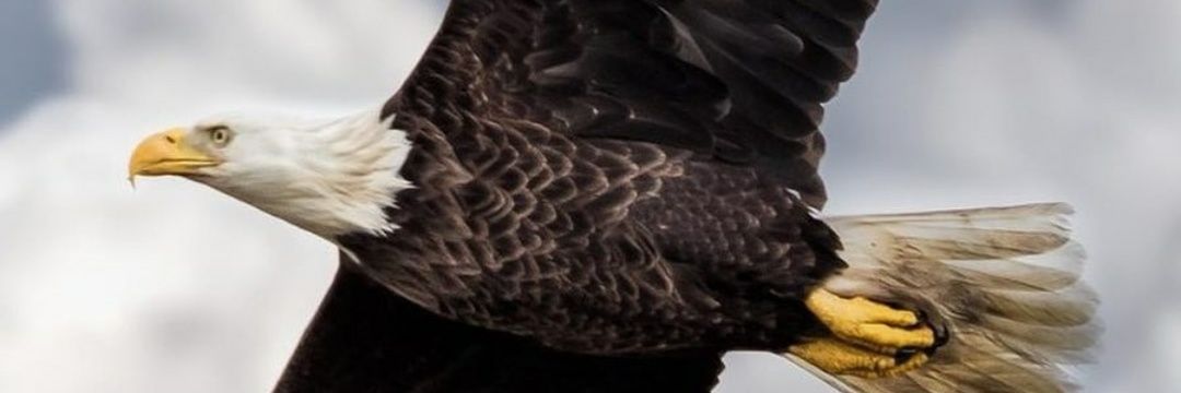 GedooAg's profile banner image