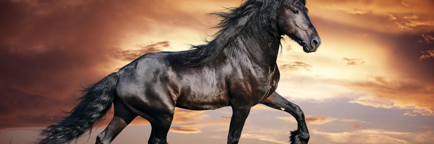 AuthenticHorse's profile banner image