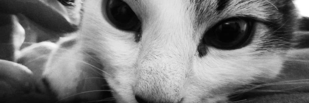 Pinzona_D_'s profile banner image