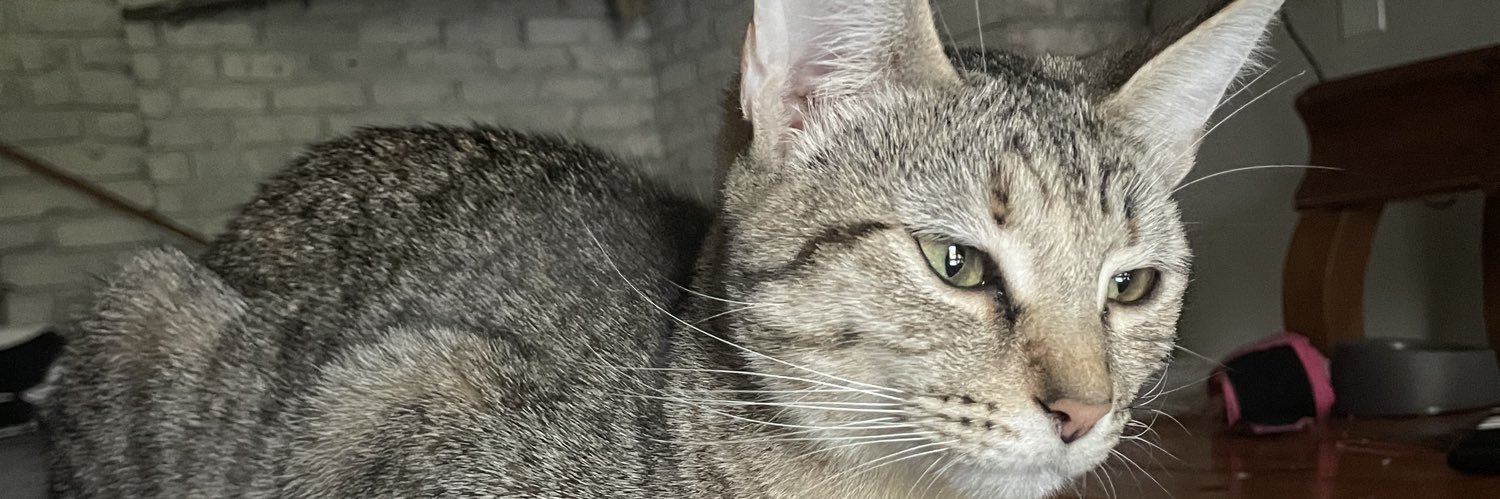 wilsaphene's profile banner image