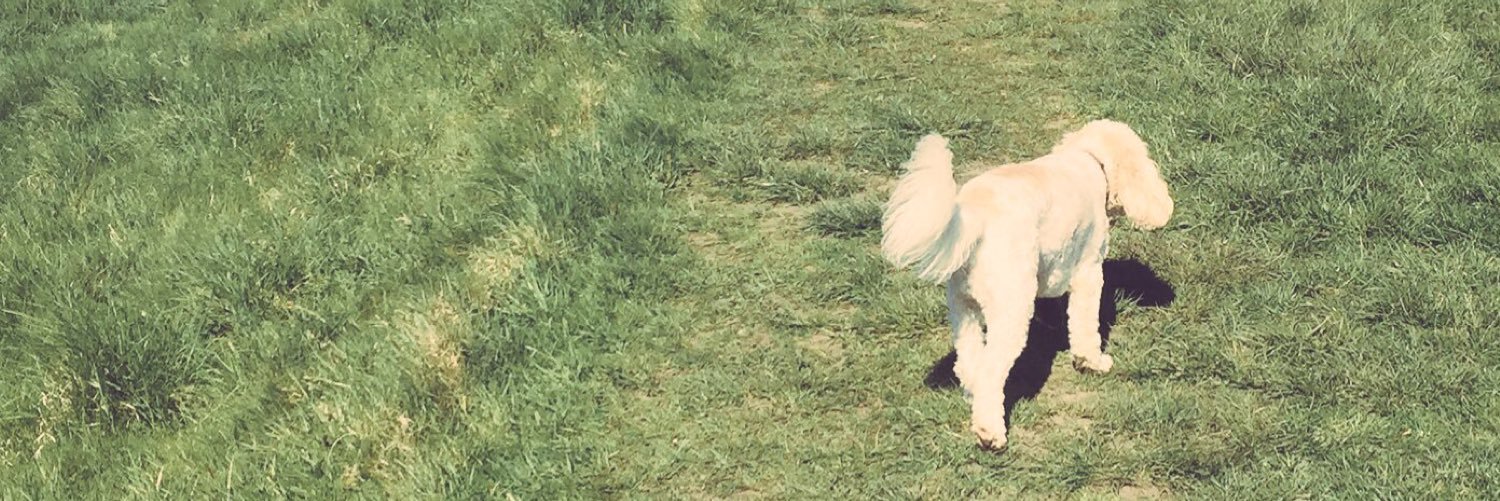 MerlinCockapoo's profile banner image