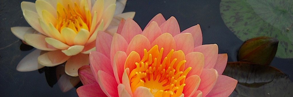 MarenNock's profile banner image