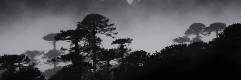 Vyzlas's profile banner image