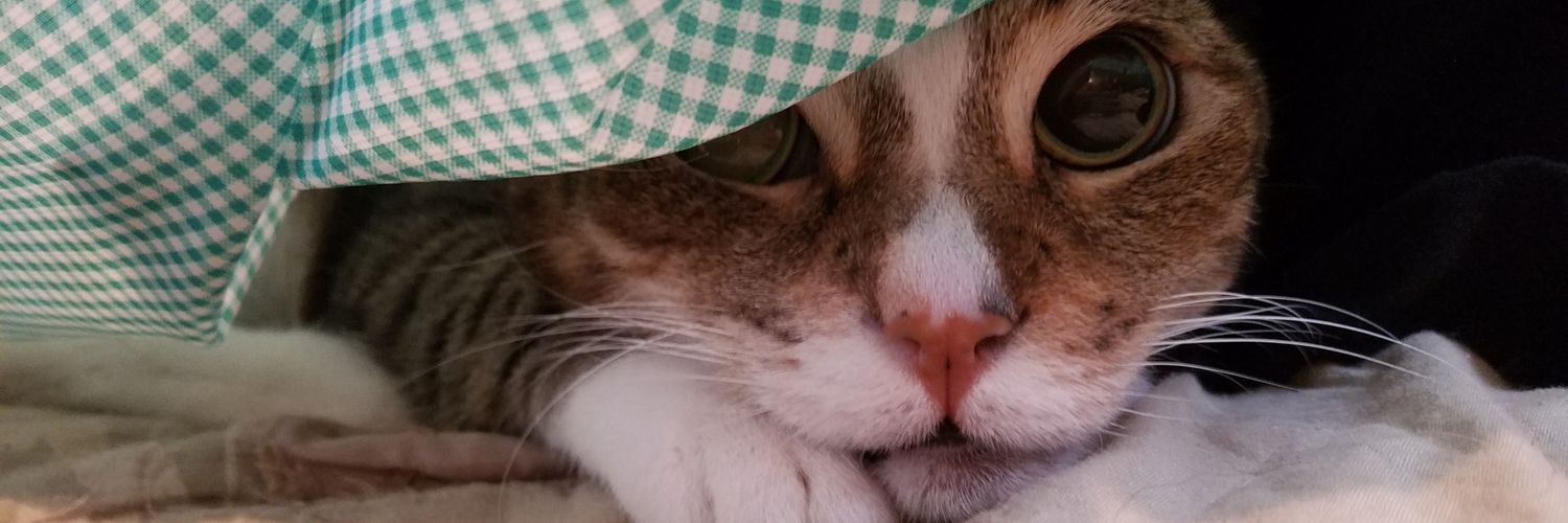 Caylie Sadin💗💜💙 banner