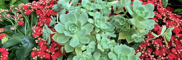 DaphneLakecha Profile Banner