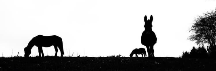 Eselflüsterin 🕊 banner
