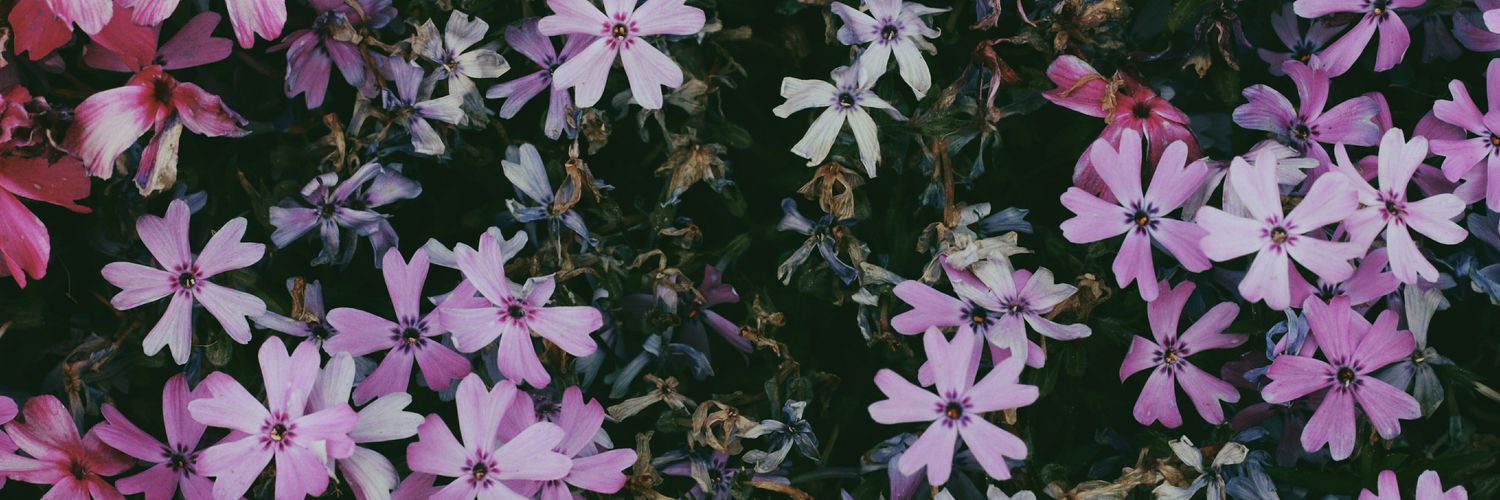 Yabai | birdmad.bsky.social banner