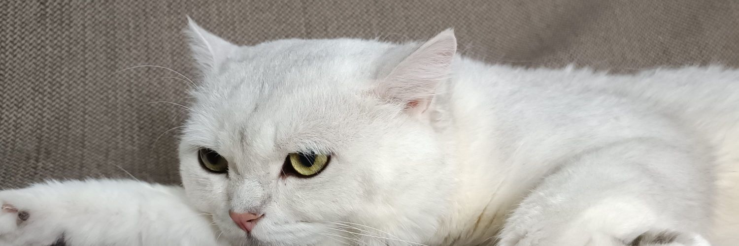 Jay 임용순 banner