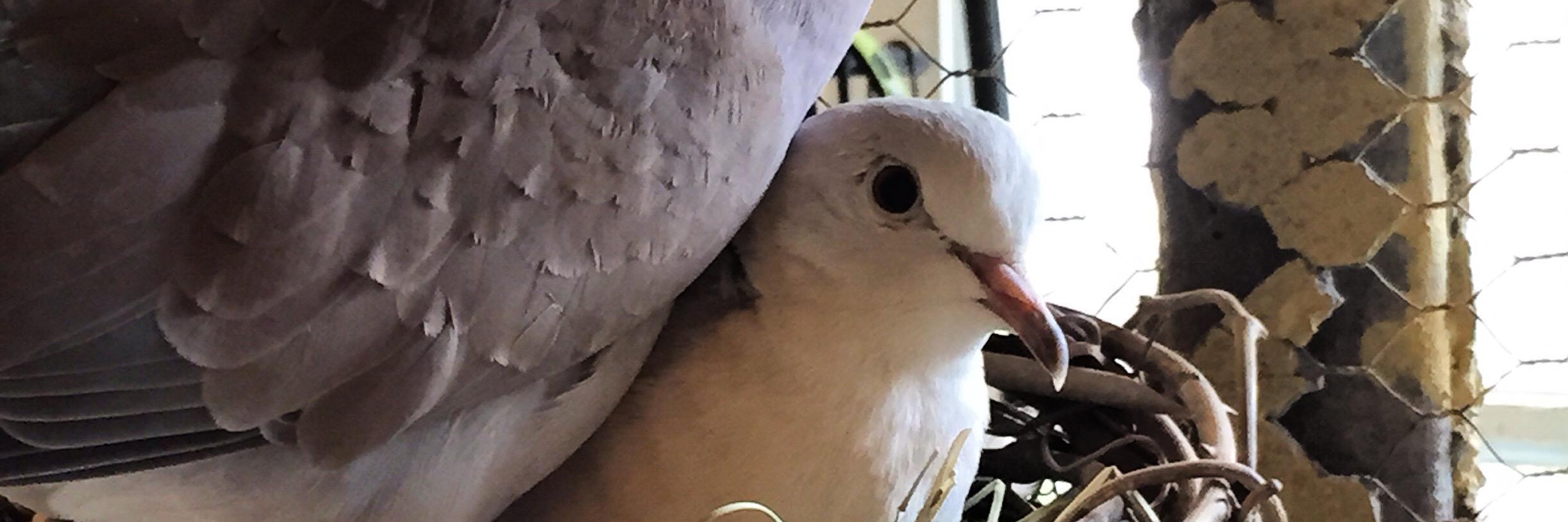DovecoteFV's profile banner image