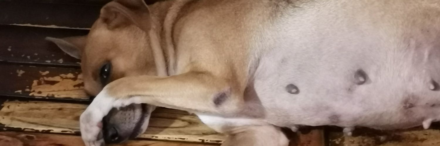 pardsjoseph's profile banner image