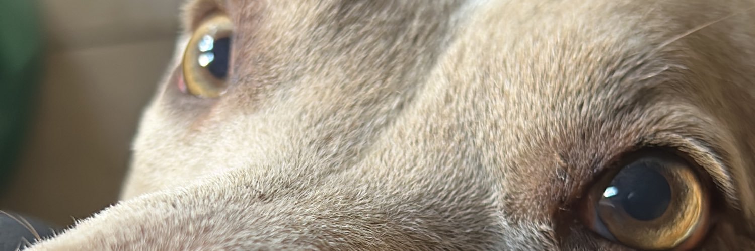 madmllo's profile banner image