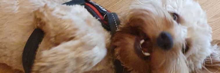 Helen Corrigan banner