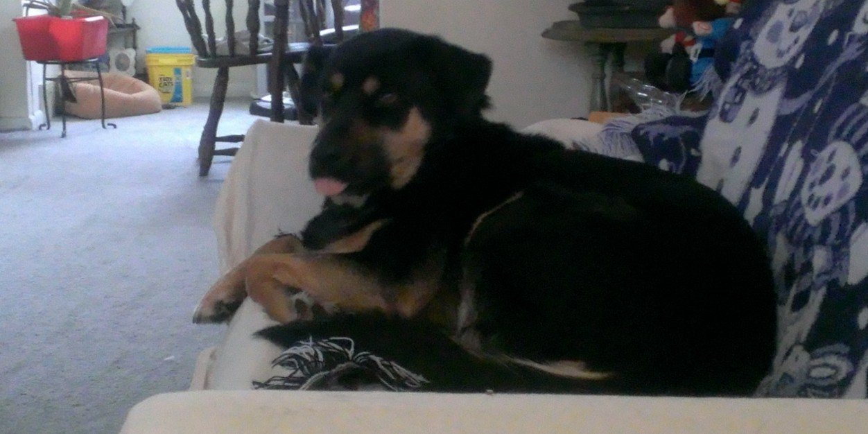 Jennifer Carter banner