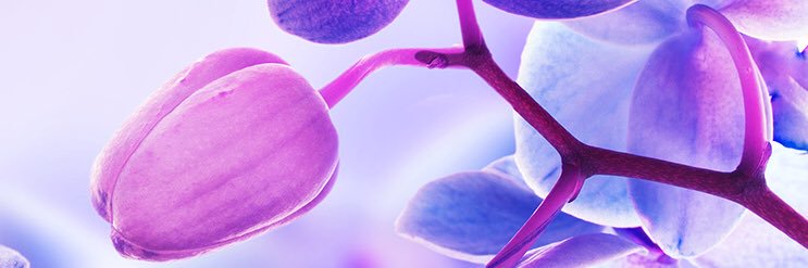 priscillalwd's profile banner image