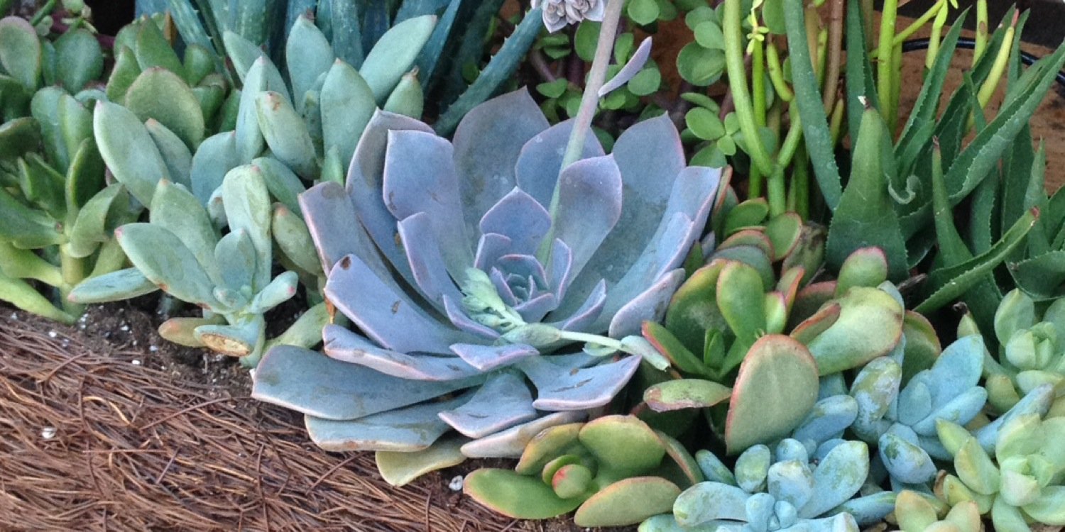 reedfloral's profile banner image