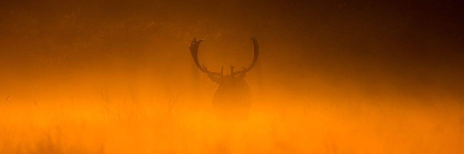 willjohnsnow's profile banner image