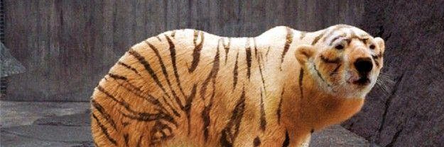 DangXiaCS's profile banner image
