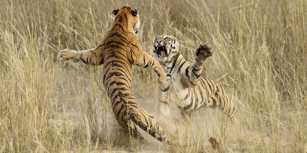 TigerSafaris's profile banner image