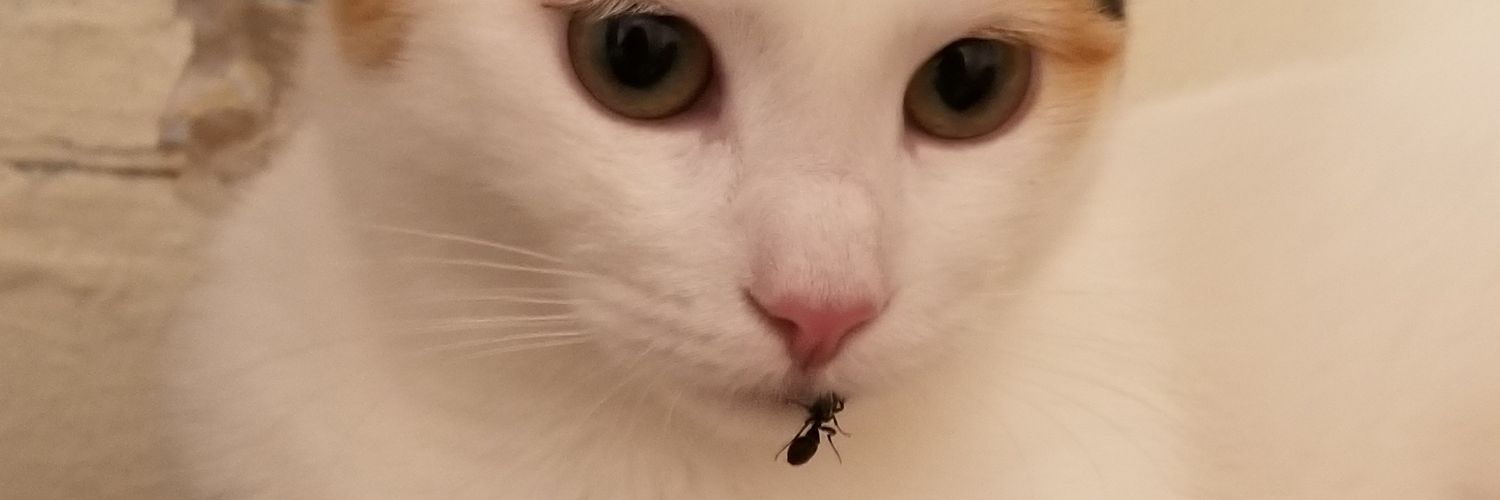 eeeeeeeeels's profile banner image