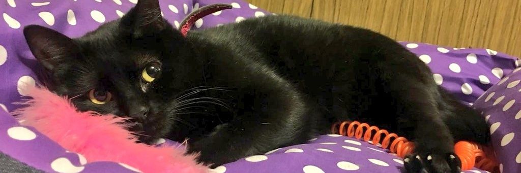 TeefLuz's profile banner image