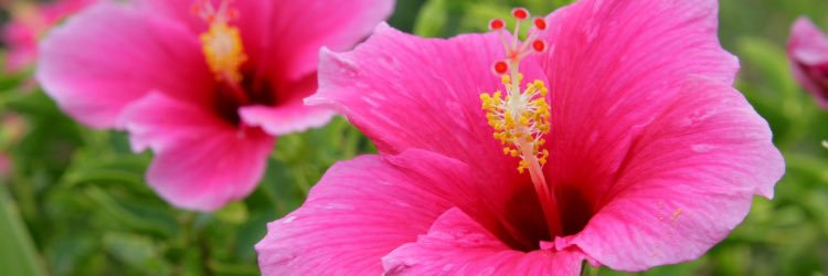 samanthagrant71's profile banner image