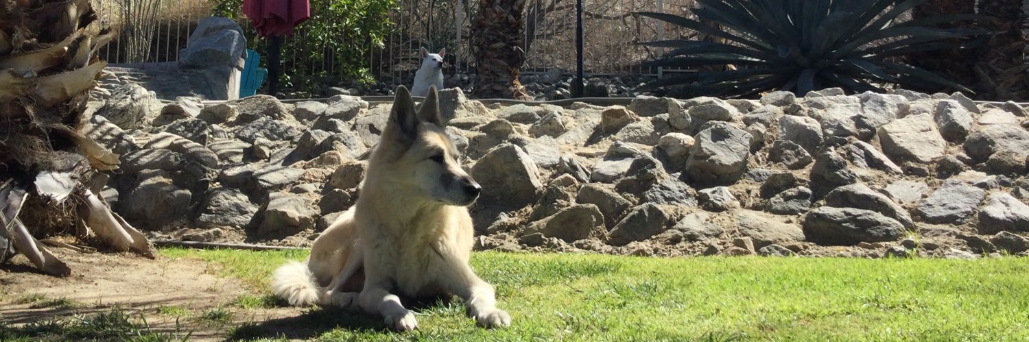 DesertDreamer 🇺🇦 banner