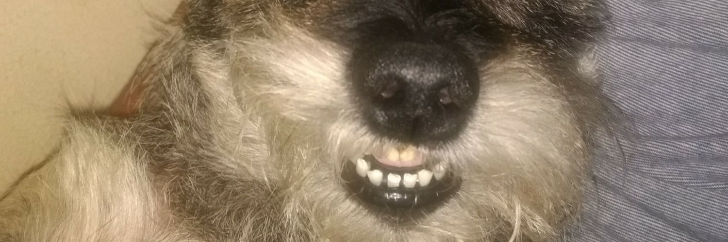 DanniRove's profile banner image