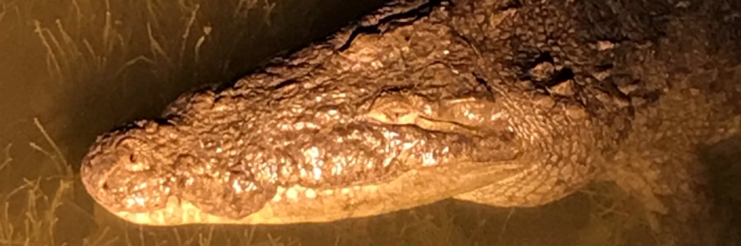 pinksalamander's profile banner image