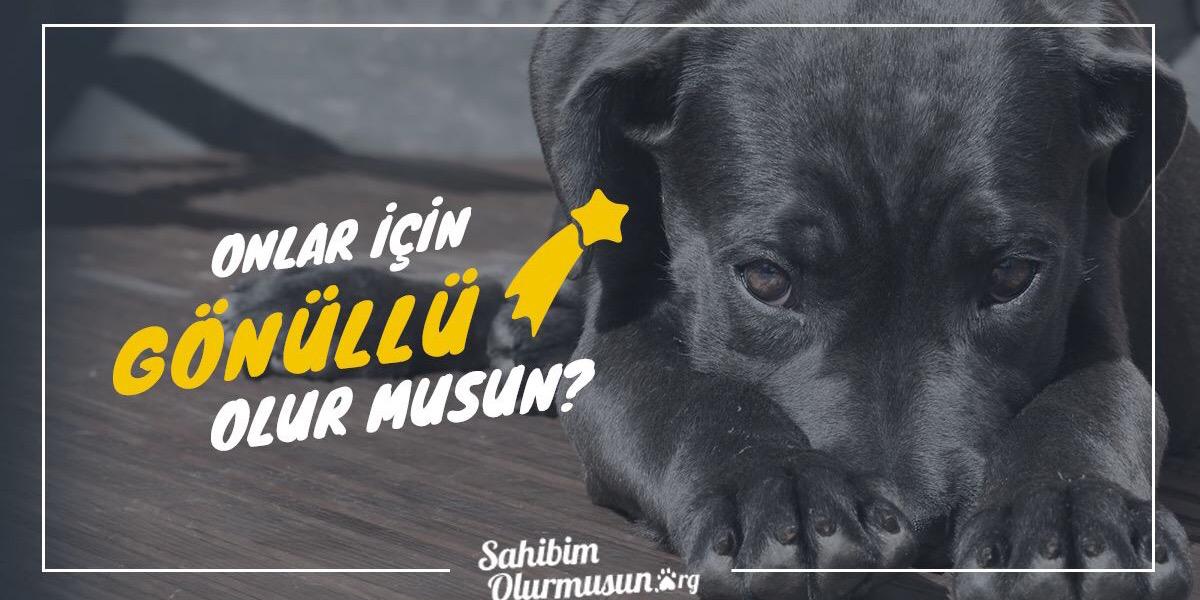 SahibimO's profile banner image