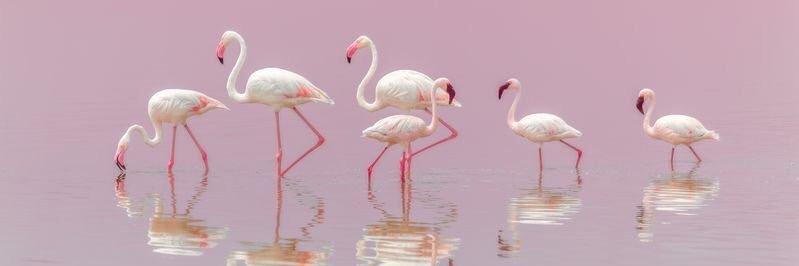 burdherd's profile banner image