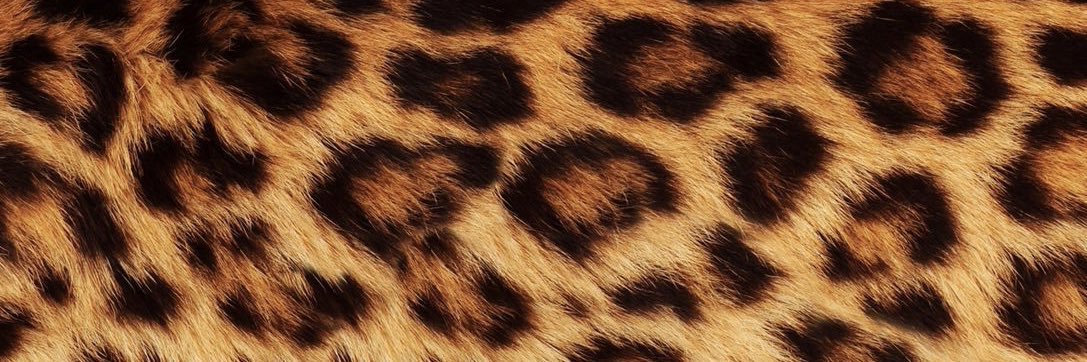 kelsorountree's profile banner image