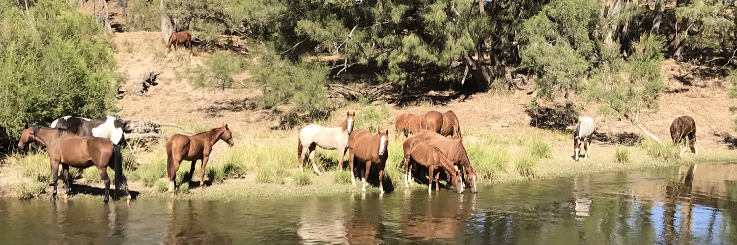 Damien Scanlan banner