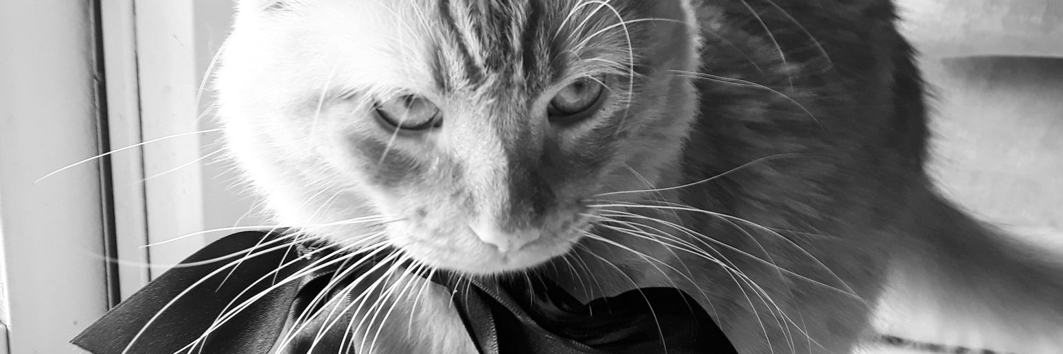 jotadejonas's profile banner image