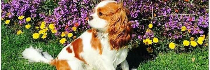 cavalier552's profile banner image