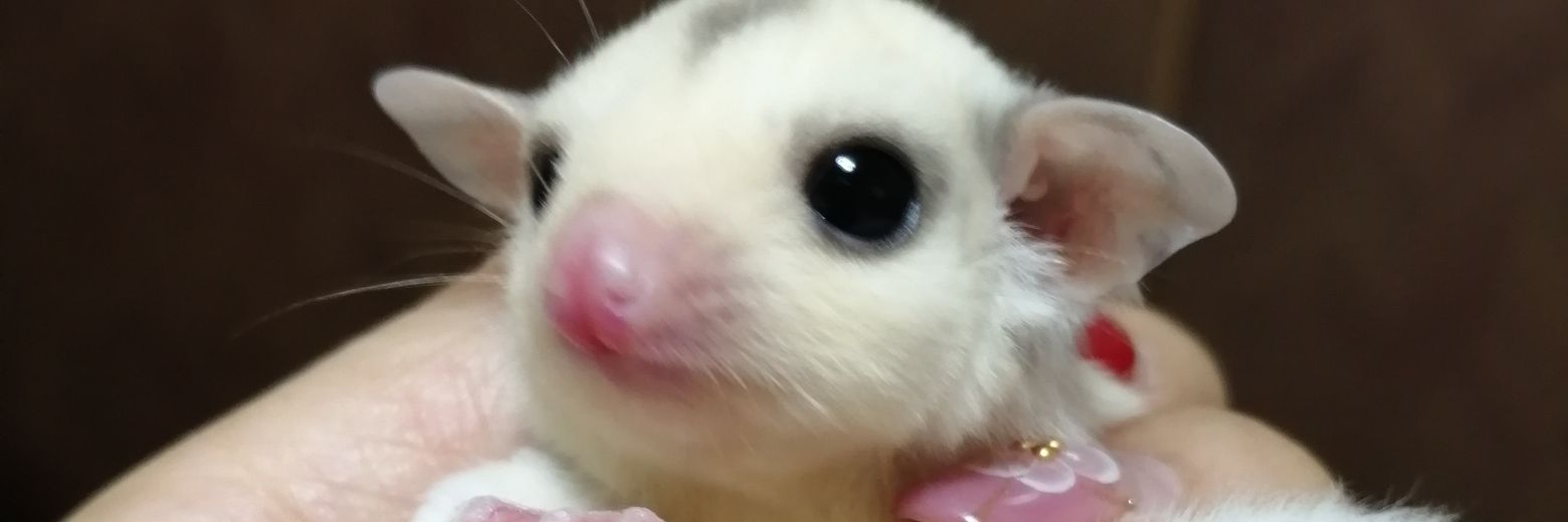 rubihonn's profile banner image
