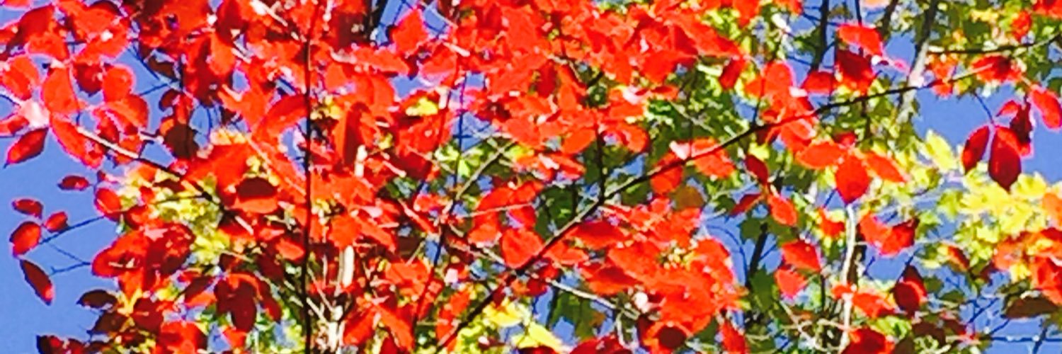 Susan Allen banner