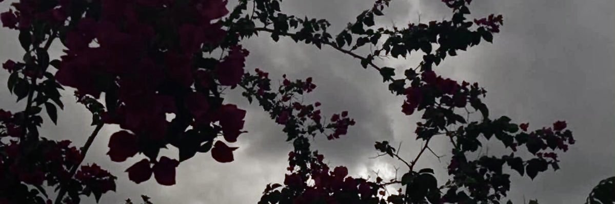 starkmantis's profile banner image