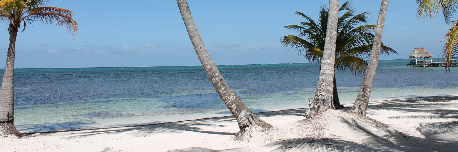 Amy Weems, Ed.D. 🦉 banner