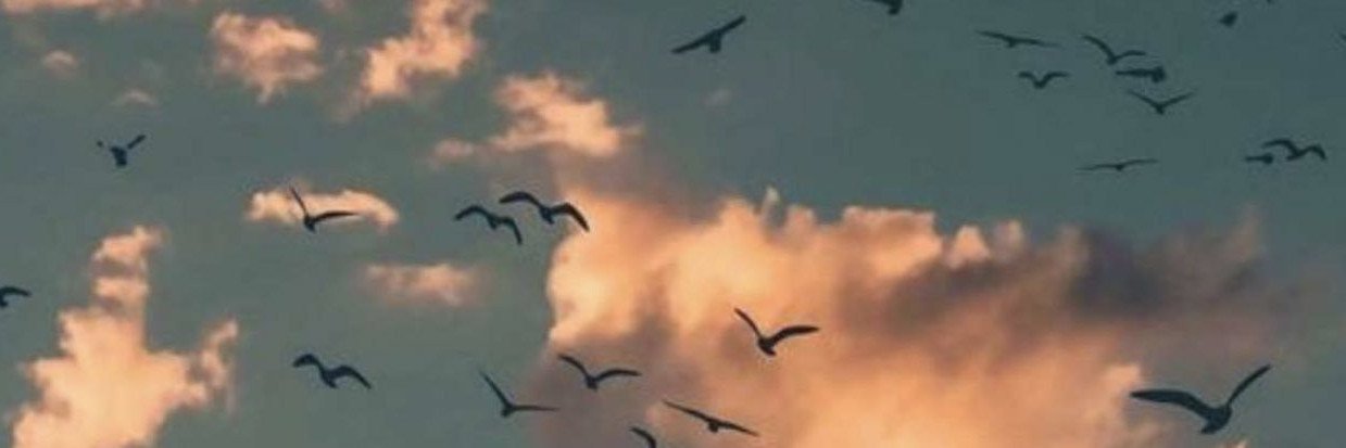 safiueh17's profile banner image