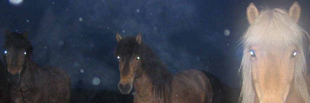 swiirus's profile banner image