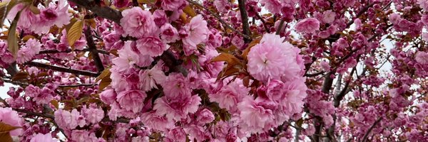 bumblesmcgee Profile Banner