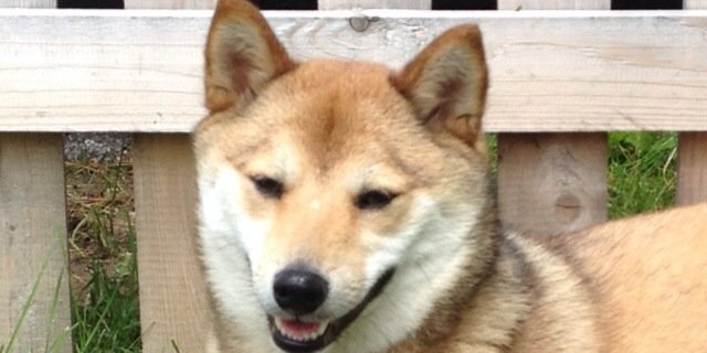 Doge_Bella's profile banner image