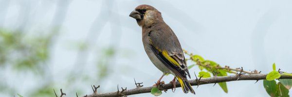 zootherabirding Profile Banner