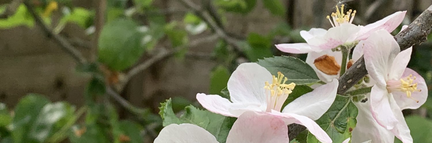 ChanSakuya's profile banner image