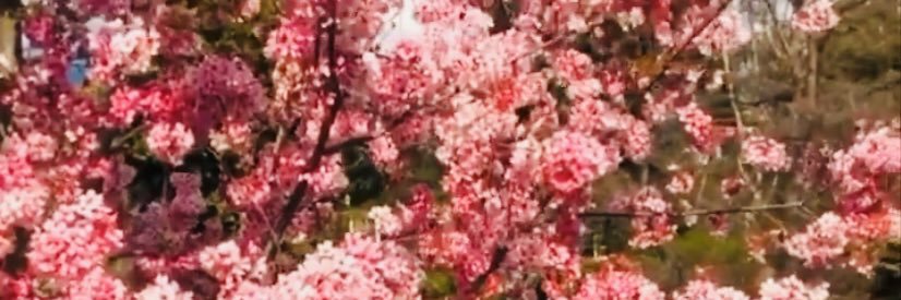 jaleesamari's profile banner image